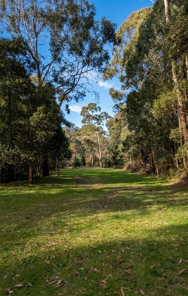 A wide grassy clearing surrounded by tall gum trees at Charnwood Campground