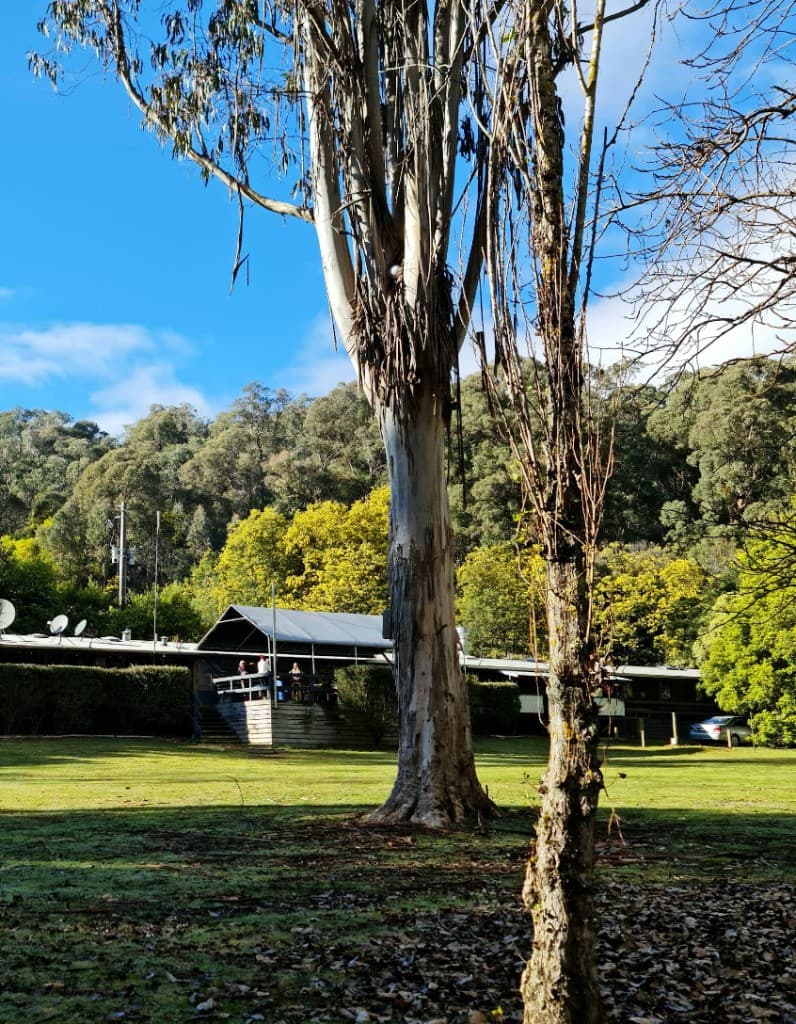 Tall gum trees and green lawn at Charnwood Campground